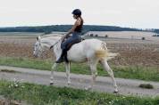 Jument Pur Sang Lusitanienne 5 ans.