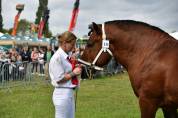 Etalon trait ardennais