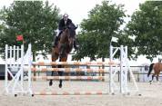 Top hongre 6 ans à vendre
