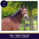 Mare Thoroughbred For sale 2022 Bay