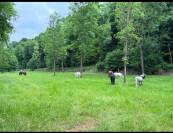 Pension chevaux et poney - Les écuries de l automne - Vaumoise