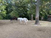 Pension chevaux et poney - Les écuries de l automne - Vaumoise