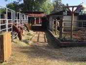Blue Grass Ranch - Pension chevaux - Krautergersheim