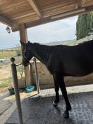 2 ans, Selle Français, souche exceptionnelle 