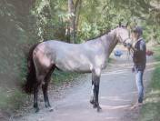 Jument 3 ans Mylord x Baloubet