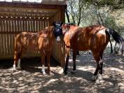 Pension chevaux 