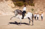 Pension chevaux 