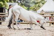 Pension chevaux 