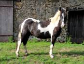 2 poneys B porteurs 