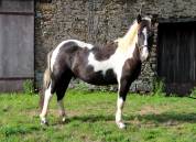 2 poneys B porteurs 