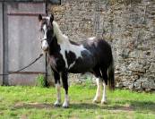 2 poneys B porteurs 