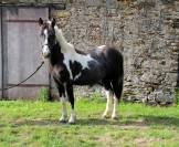 2 poneys B porteurs 