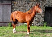 2 poneys B porteurs 