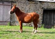 2 poneys B porteurs 