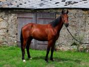 Cheval loisir 