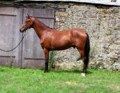 Cheval loisir 