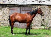 Cheval loisir 