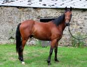 Cheval loisir 