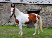 Ponette pleine
