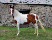 Ponette pleine