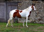 Ponette pleine