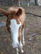Puledro Palomino (Race) In vendita 2025 Palomino ,  Miracle du Moulin Pre