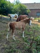 Puledro Palomino (Race) In vendita 2025 Palomino ,  Miracle du Moulin Pre