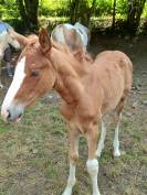 Puledro Palomino (Race) In vendita 2025 Palomino ,  Miracle du Moulin Pre