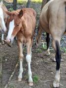 Puledro Palomino (Race) In vendita 2025 Palomino ,  Miracle du Moulin Pre