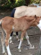Puledro Palomino (Race) In vendita 2025 Palomino ,  Miracle du Moulin Pre