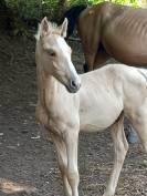 Puledro Palomino (Race) In vendita 2025 Palomino ,  Miracle du Moulin Pre