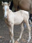 Puledro Palomino (Race) In vendita 2025 Palomino ,  Miracle du Moulin Pre