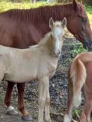 Puledro Palomino (Race) In vendita 2025 Palomino ,  Miracle du Moulin Pre