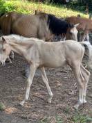 Puledro Palomino (Race) In vendita 2025 Palomino ,  Miracle du Moulin Pre