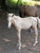 Puledro Palomino (Race) In vendita 2025 Palomino ,  Miracle du Moulin Pre