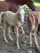 Puledro Palomino (Race) In vendita 2025 Palomino ,  Miracle du Moulin Pre