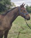 Poulain 6 mois - origines CSO