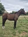 Poulain 6 mois - origines CSO