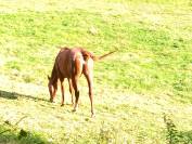 Mare Palomino For sale 2022 Chesnut