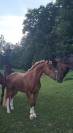 Cheval à vendre 