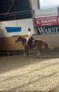 Cheval à vendre 