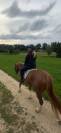 Cheval à vendre 