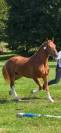 Cheval à vendre 