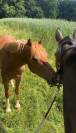 Cheval à vendre 