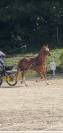 Cheval à vendre 