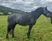 Connemara Male 2ans TOP ORIGINE