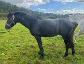 Connemara Male 2ans TOP ORIGINE
