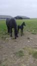 FRISON poulain 2025