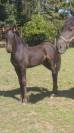 FRISON poulain 2025