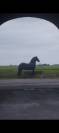 FRISON poulain 2025
